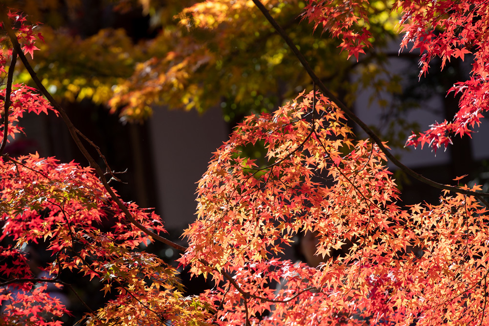 (7)「自然と紅葉」のトップページ　自然と紅葉」「自然の美と美」「紅葉求めて」「紅葉を求めて」_f0033831_07374246.jpg