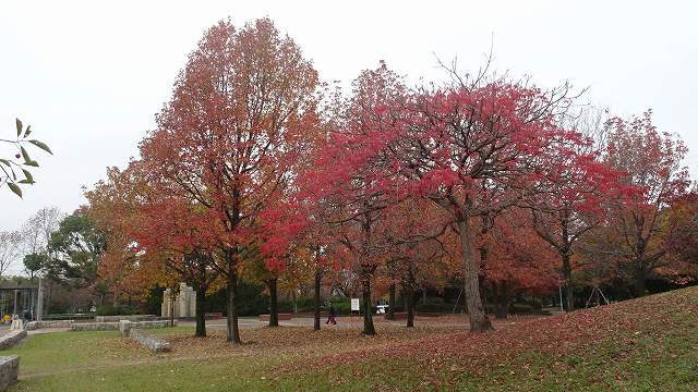 堺市の古墳を歩く 2 大山公園の紅葉が見事 デジの目