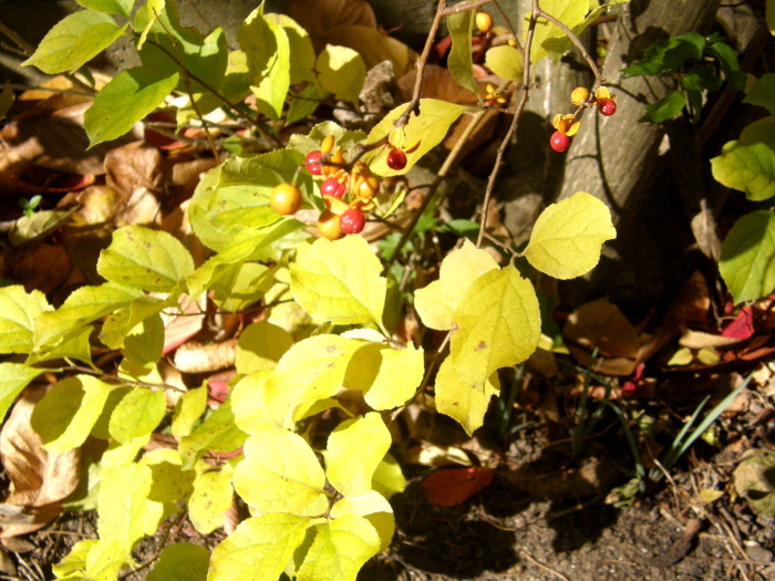 ツルウメモドキ 蔓梅もどき 時々の花