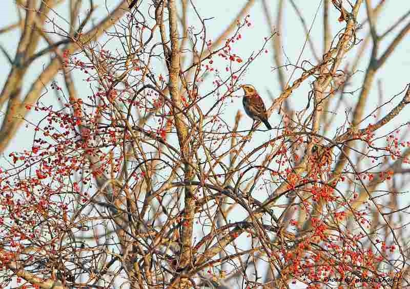 ツグミ他  Dusky Thrush etc_c0070654_15503341.jpg