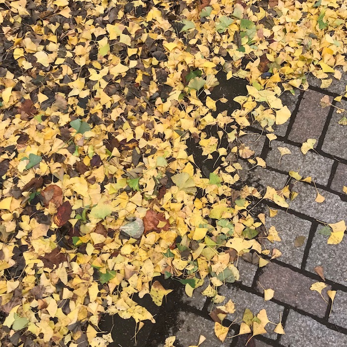 季節と歩く_c0113755_23453697.jpeg