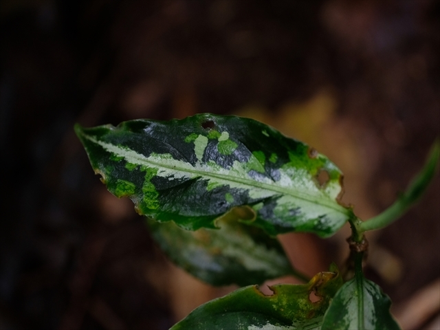 Aglaonema pictum BNN from Sibolga timur【AZ1119-4】その2_a0067578_20382324.jpg