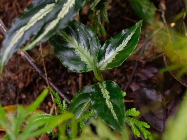 Aglaonema pictum BNN from Sibolga timur【AZ1119-4】その2_a0067578_20394451.jpg