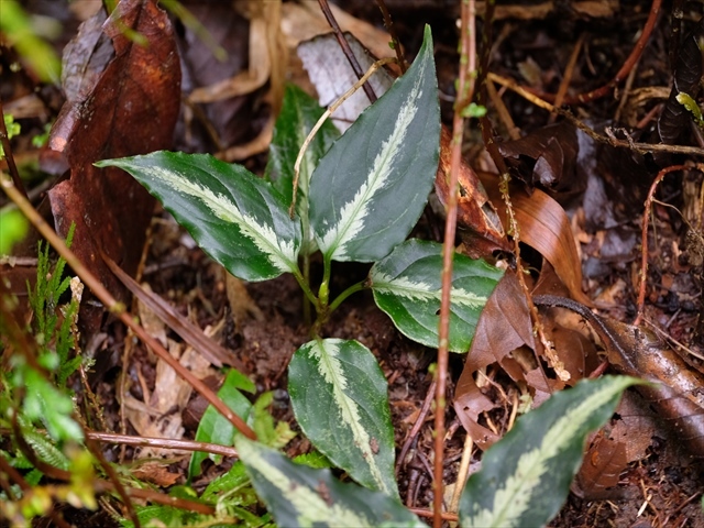 Aglaonema pictum BNN from Sibolga timur【AZ1119-4】その2_a0067578_20414104.jpg