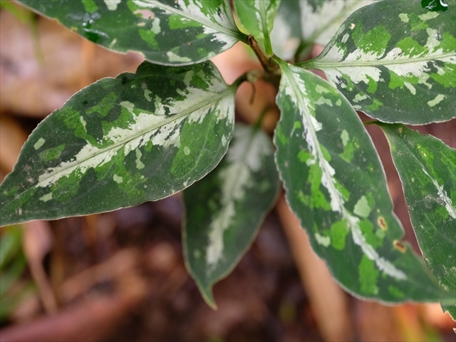 Aglaonema pictum BNN from Sibolga timur【AZ1119-4】その3_a0067578_20450049.jpg