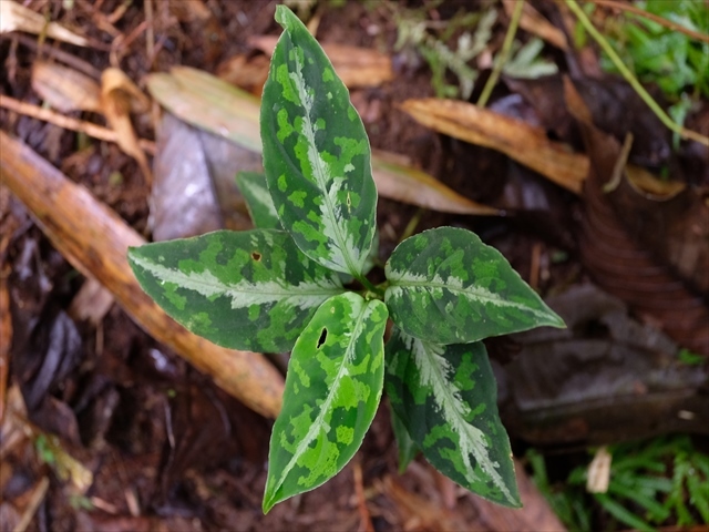 Aglaonema pictum BNN from Sibolga timur【AZ1119-4】その3_a0067578_20451988.jpg