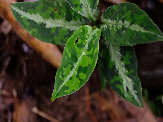 Aglaonema pictum BNN from Sibolga timur【AZ1119-4】その3_a0067578_20453601.jpg