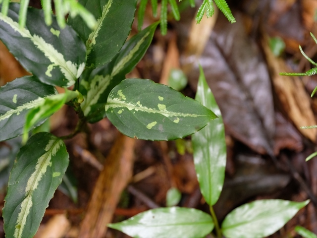  Aglaonema pictum BNN from Sibolga timur【AZ1119-5】_a0067578_21374148.jpg