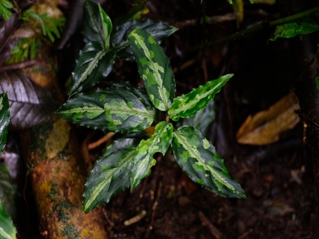  Aglaonema pictum BNN from Sibolga timur【AZ1119-5】_a0067578_21385599.jpg