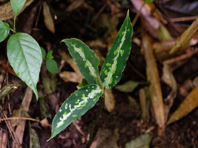  Aglaonema pictum BNN from Sibolga timur【AZ1119-5】_a0067578_21441028.jpg