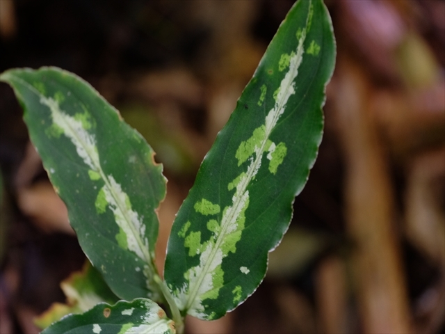  Aglaonema pictum BNN from Sibolga timur【AZ1119-5】_a0067578_21442624.jpg