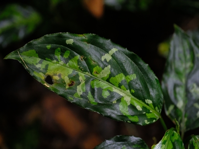  Aglaonema pictum BNN from Sibolga timur【AZ1119-5】_a0067578_21473069.jpg