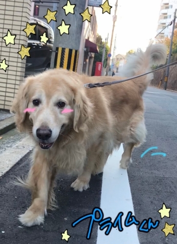 大型わんこ_f0357682_01172468.jpg