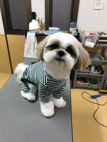 トリミングブログ🌟🌟_f0357682_17352623.jpg