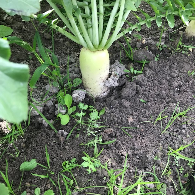 今日は暑かった~_f0204295_18001841.jpg