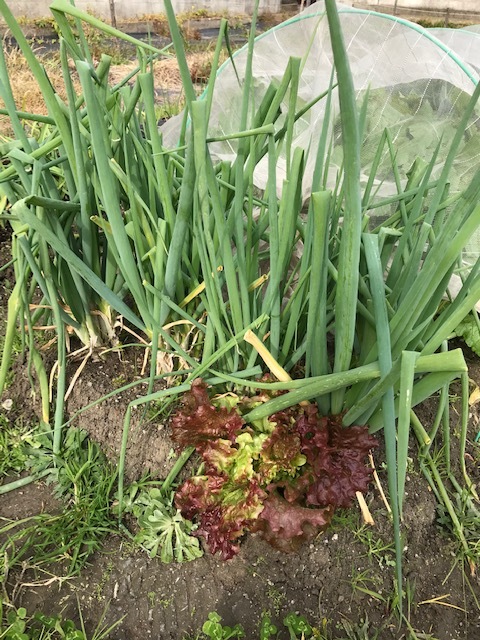 今日は暑かった~_f0204295_18023210.jpg