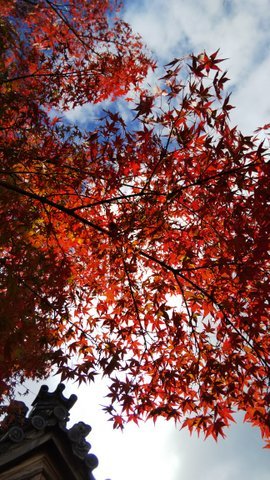 2019.11.14久しぶりの京さんぽ~紅葉の仁和寺_e0410498_18295294.jpg