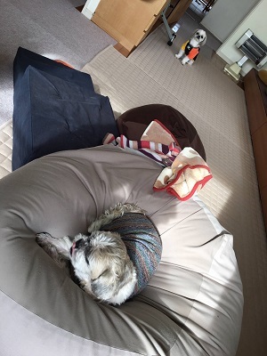 連泊中のくばたん。_f0372998_21203240.jpg