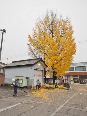 金曜の早朝には「落ち葉掻き」が行われました_c0336902_21003979.jpg