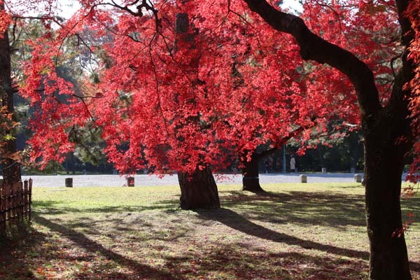紅葉が盛り 京都御苑_e0048413_22243352.jpg