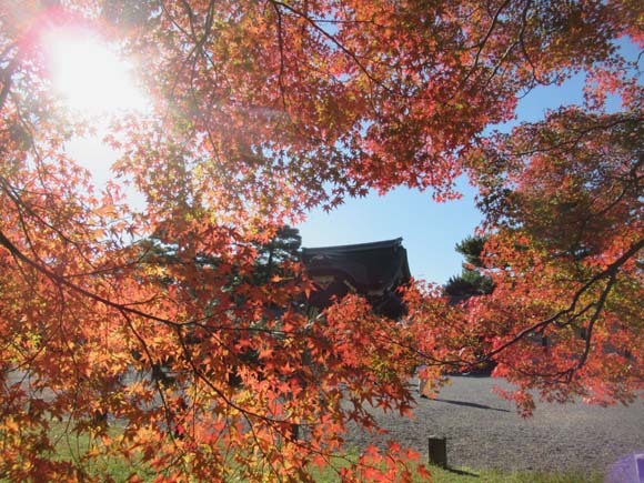 紅葉が盛り 京都御苑_e0048413_22245536.jpg