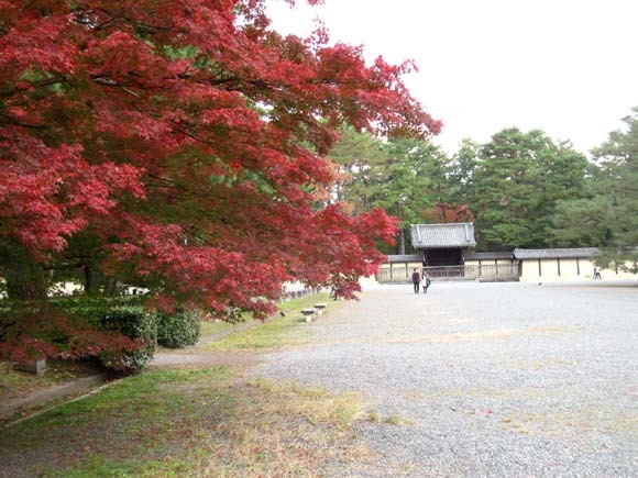 紅葉が盛り 京都御苑_e0048413_22250912.jpg