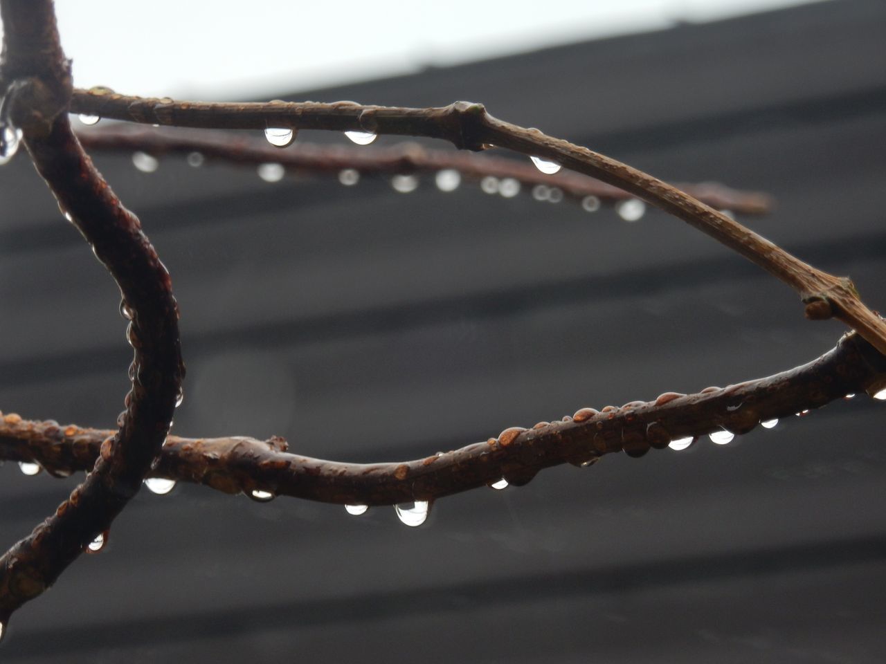雨から雪へ(「高校生物」またまた増刷)_c0025115_23030496.jpg