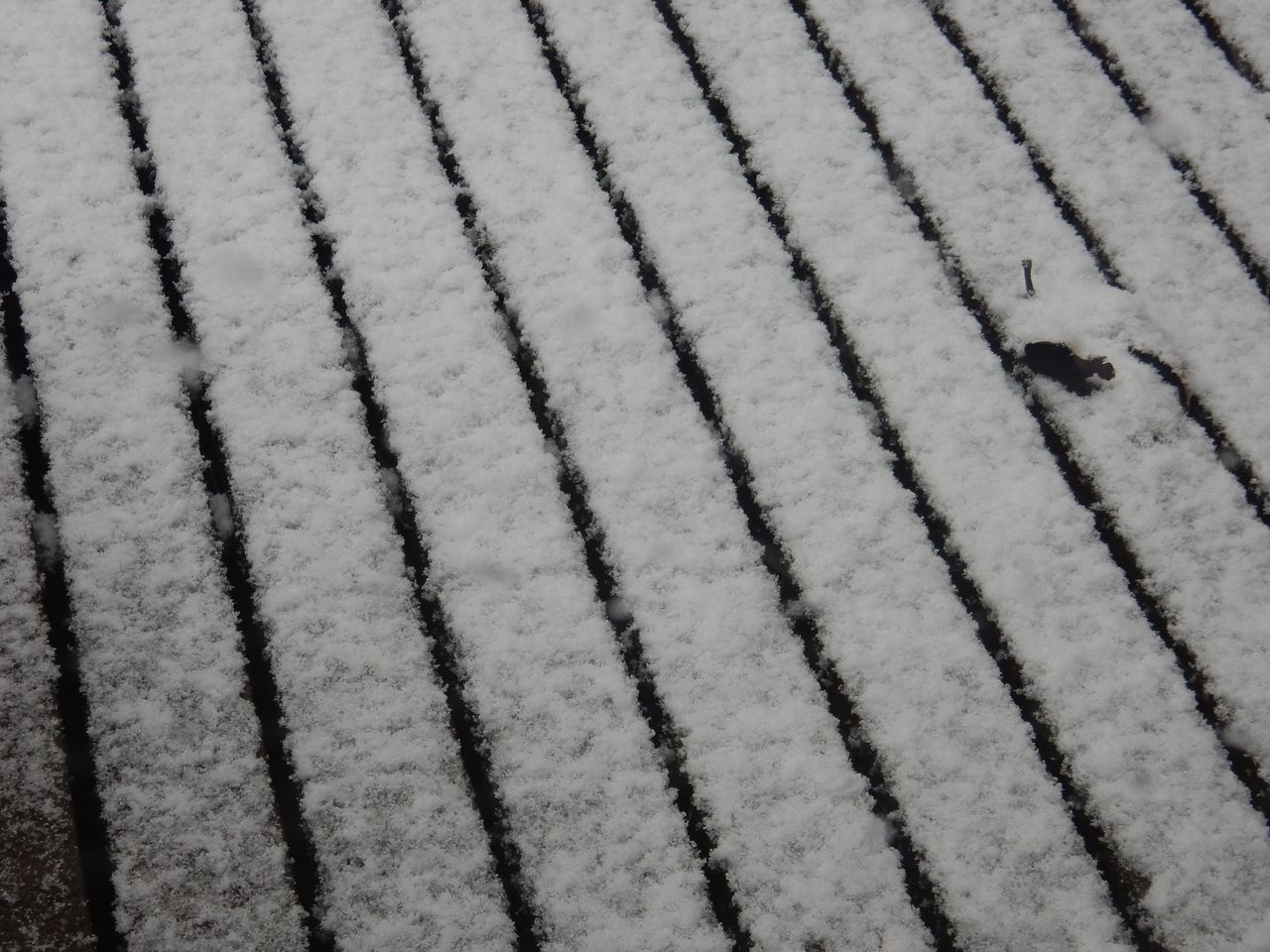 雨から雪へ(「高校生物」またまた増刷)_c0025115_23035837.jpg
