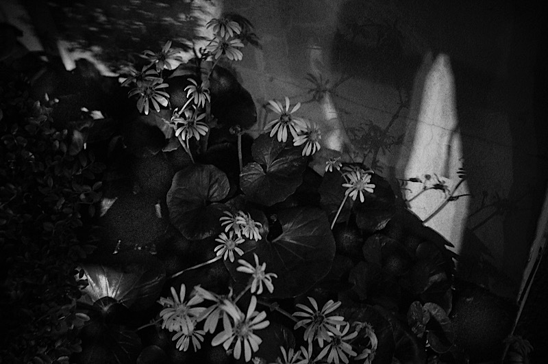 デトックス_a0214416_11505052.jpeg