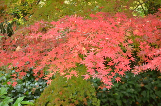 紅葉が見ごろです♪_e0135518_14503249.jpg