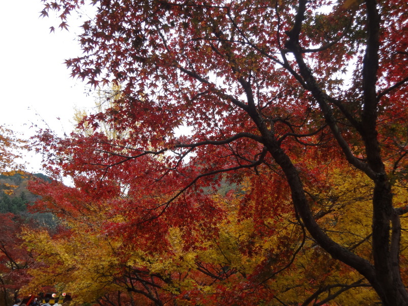 愛知県　香嵐渓（こうらんけい）_d0359338_16052950.jpg