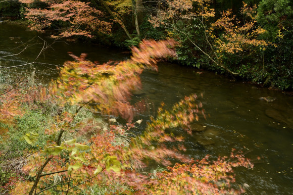紅葉_c0093046_08402920.jpg