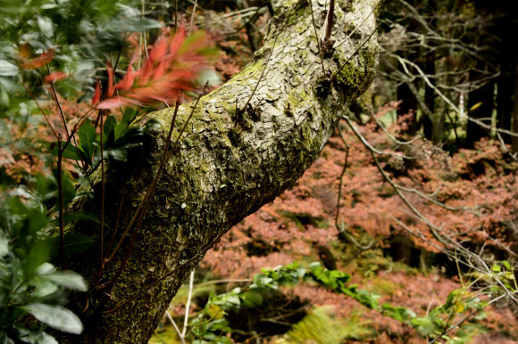 紅葉_c0093046_08410130.jpg