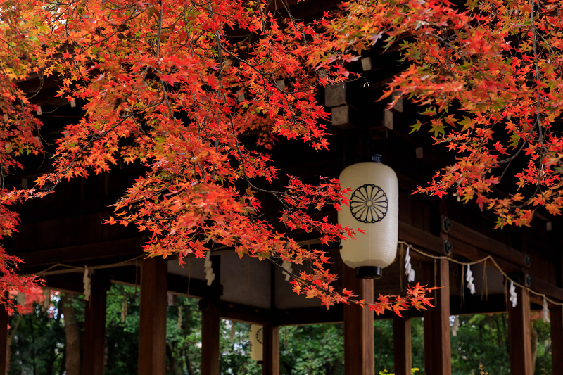 紅葉が彩る京都2019 萩とモミジの紅葉（梨木神社） : 花景色