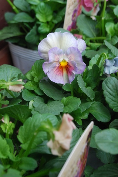 花苗入荷情報【191125】_a0201358_13420395.jpg