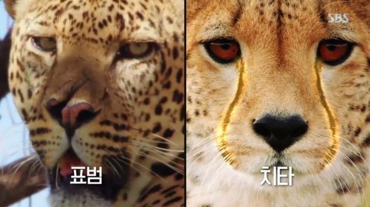 記事 Sbs ライフ オブ サマンサ 初放送 ライオンキング の実際の舞台 おまさぼう春夏秋冬