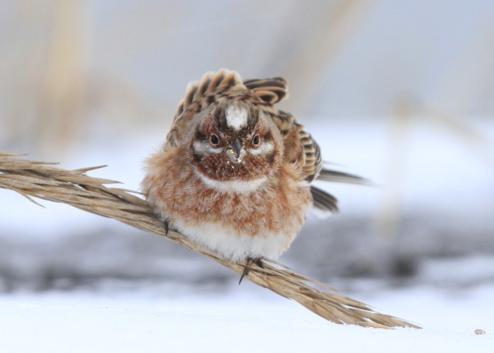 ハマニンニクと野鳥 アイヌモシリの野生たち 獣と野鳥の写真図鑑