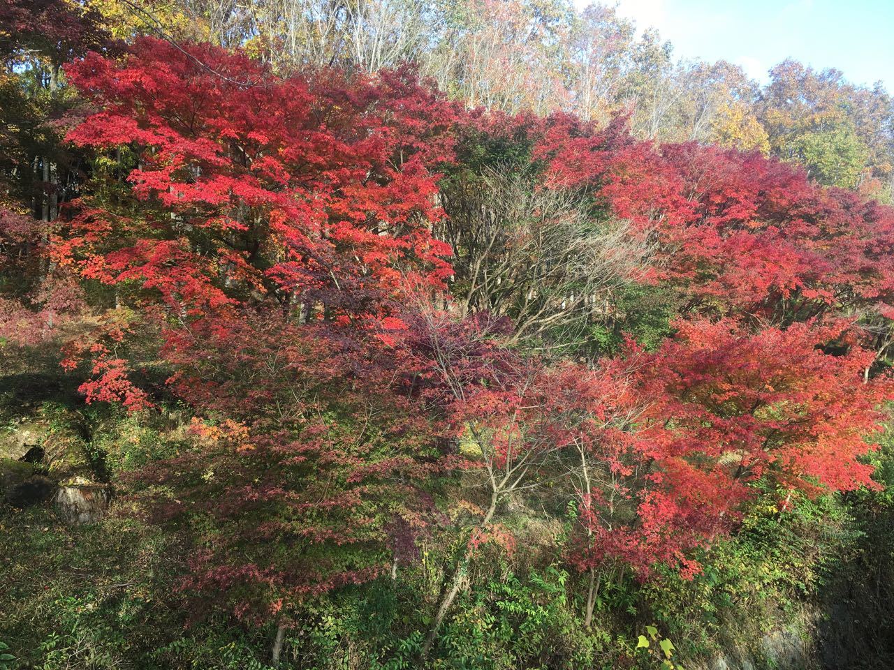 2019.11.24「初心者紅葉ライド!!」_c0197974_09562990.jpg