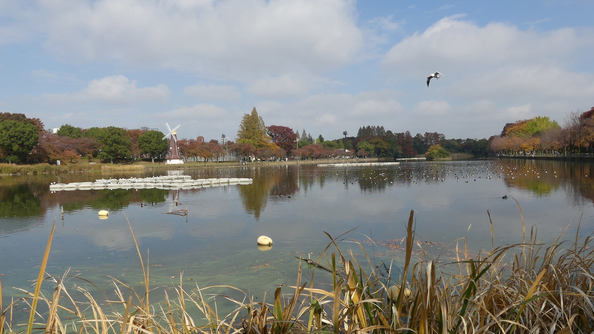 鴨池秋模様_a0185081_11062125.jpg