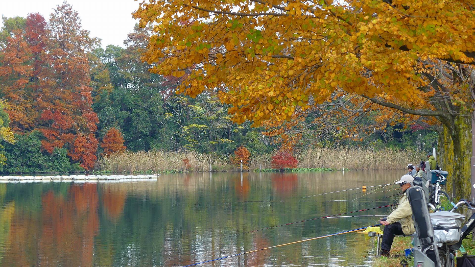 鴨池秋模様_a0185081_11075673.jpg