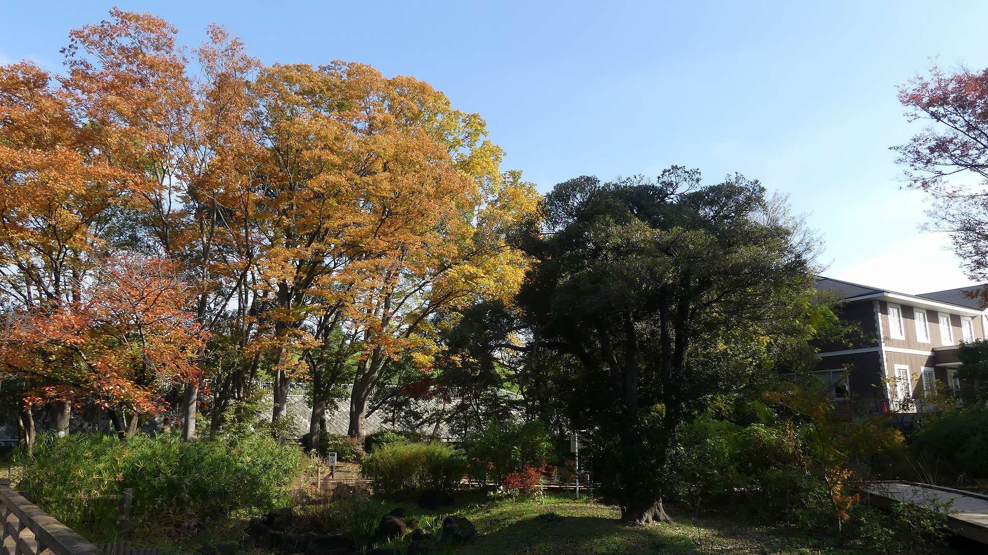 鴨池秋模様_a0185081_11091323.jpg