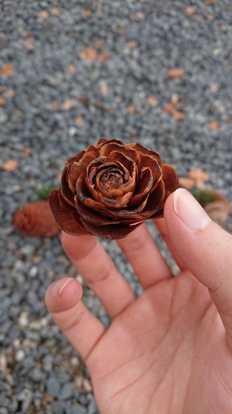 杉ぼっくり(仮)」 : 東浦の葡萄屋 石田農園の作業日記