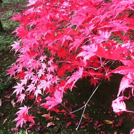 Kyoto_b0204691_15461754.jpg