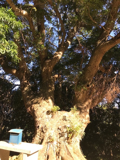 淡路島 岩上神社_f0204295_11411201.jpg