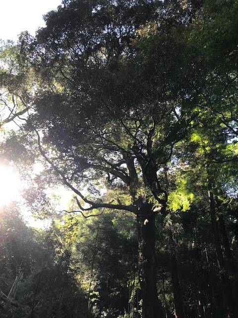 淡路島 岩上神社_f0204295_11413575.jpg