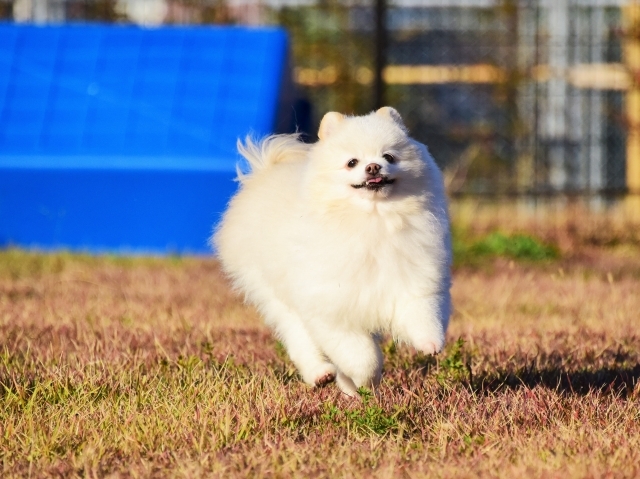 野生の煌めき_d0360206_00545061.jpg