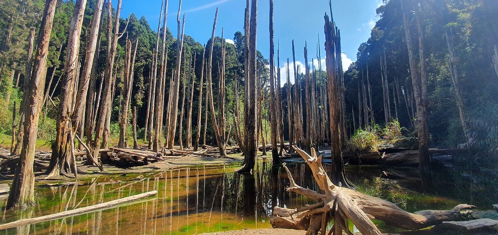 南投 観光地 美しくも悲しい 大地震が造った台湾の秘境 忘憂森林 へ メイフェの幸せ 美味しいいっぱい In 台湾