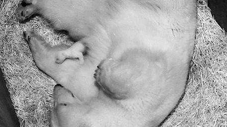 ウィーン・シェーンブルン動物園でホッキョクグマの赤ちゃん誕生! ~ 同園のノラが5歳で出産に成功_a0151913_17523692.jpg