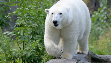 ウィーン・シェーンブルン動物園でホッキョクグマの赤ちゃん誕生! ~ 同園のノラが5歳で出産に成功_a0151913_1835089.jpg