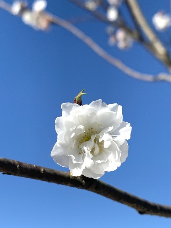 花言葉は 冷静 花教室 Maiko